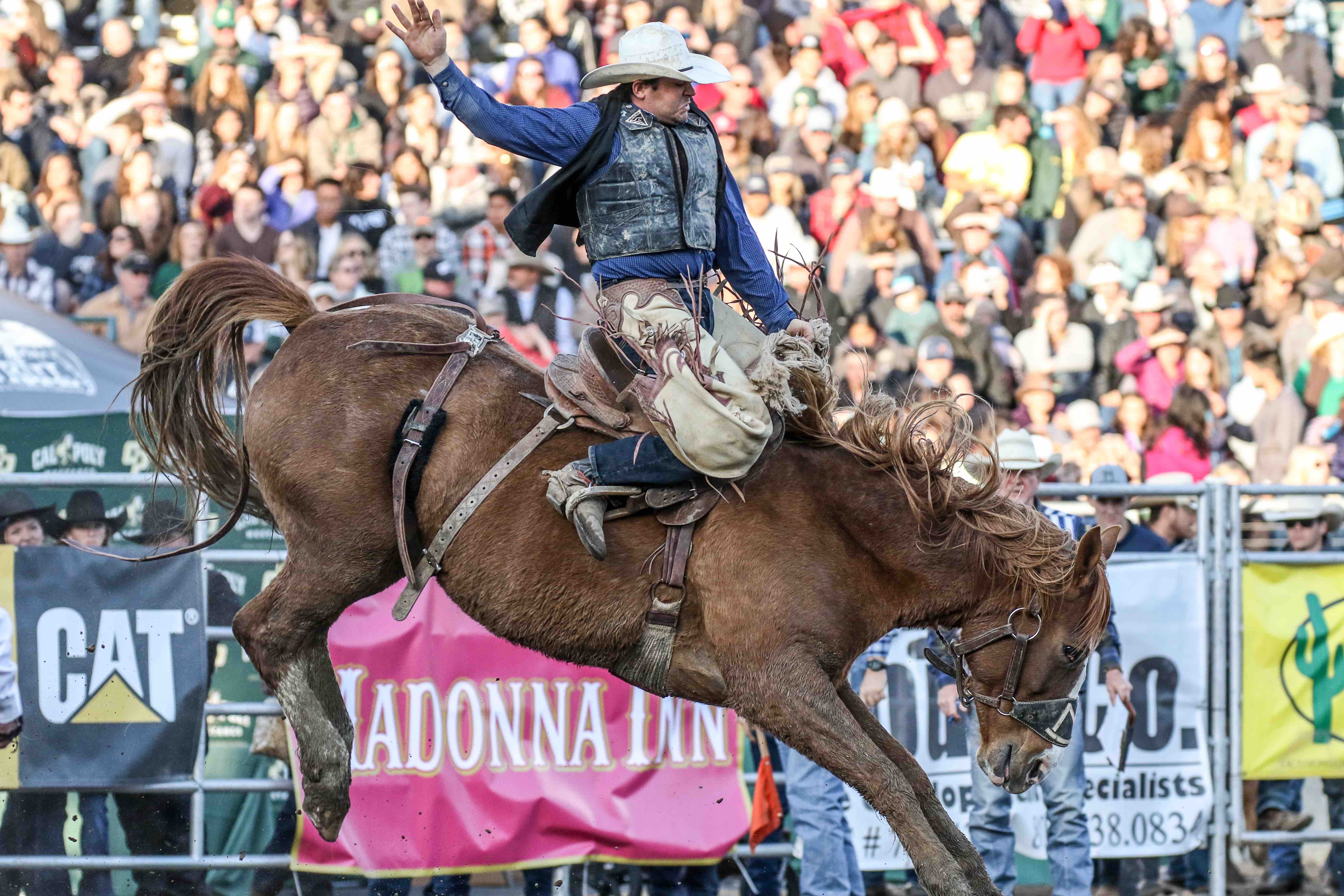 Poly Royal Rodeo a success at Spanos Fansmanship